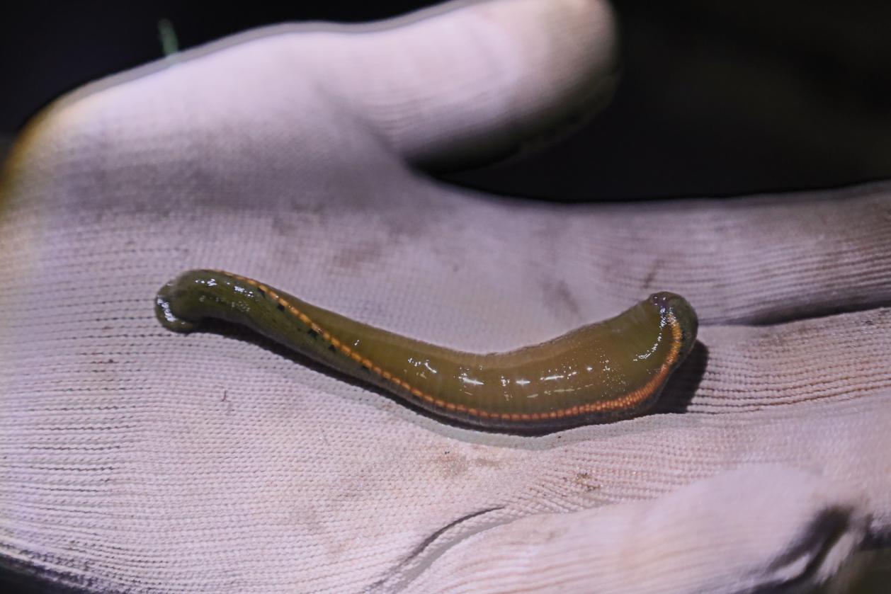 小水蛭“钻”出大产业 高家堰“链”就特色水产新路径.docx