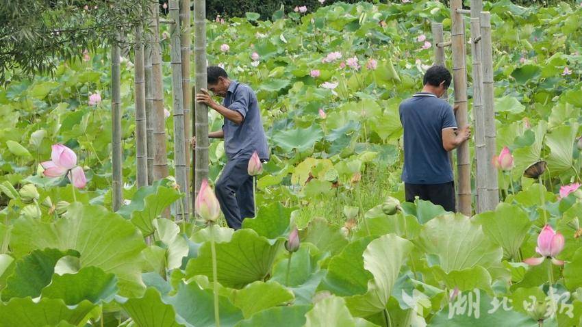 群建村 ：荷塘飘香产业兴新媒体版本.docx