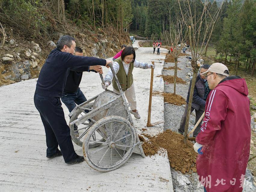干部职工和村民余显举（右二）一起栽树。