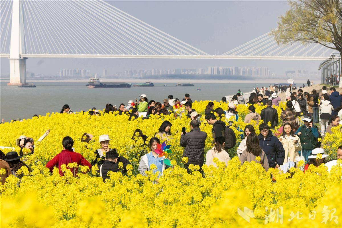 3月16日，武汉武昌江滩公园，连片的油菜花盛放，吸引众多市民和游客打卡、游玩。