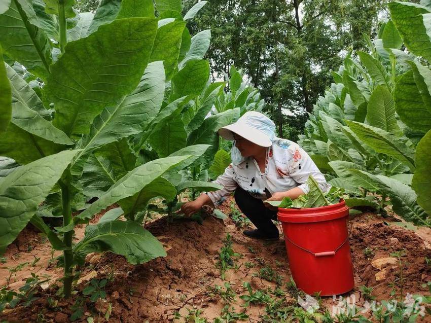 朱大兰：兰田佳烟.docx