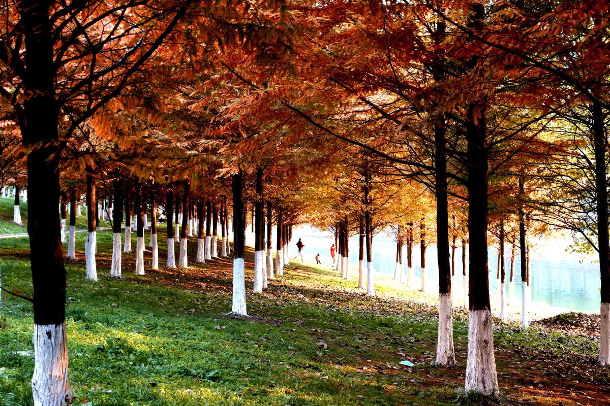 光影（滨江公园）