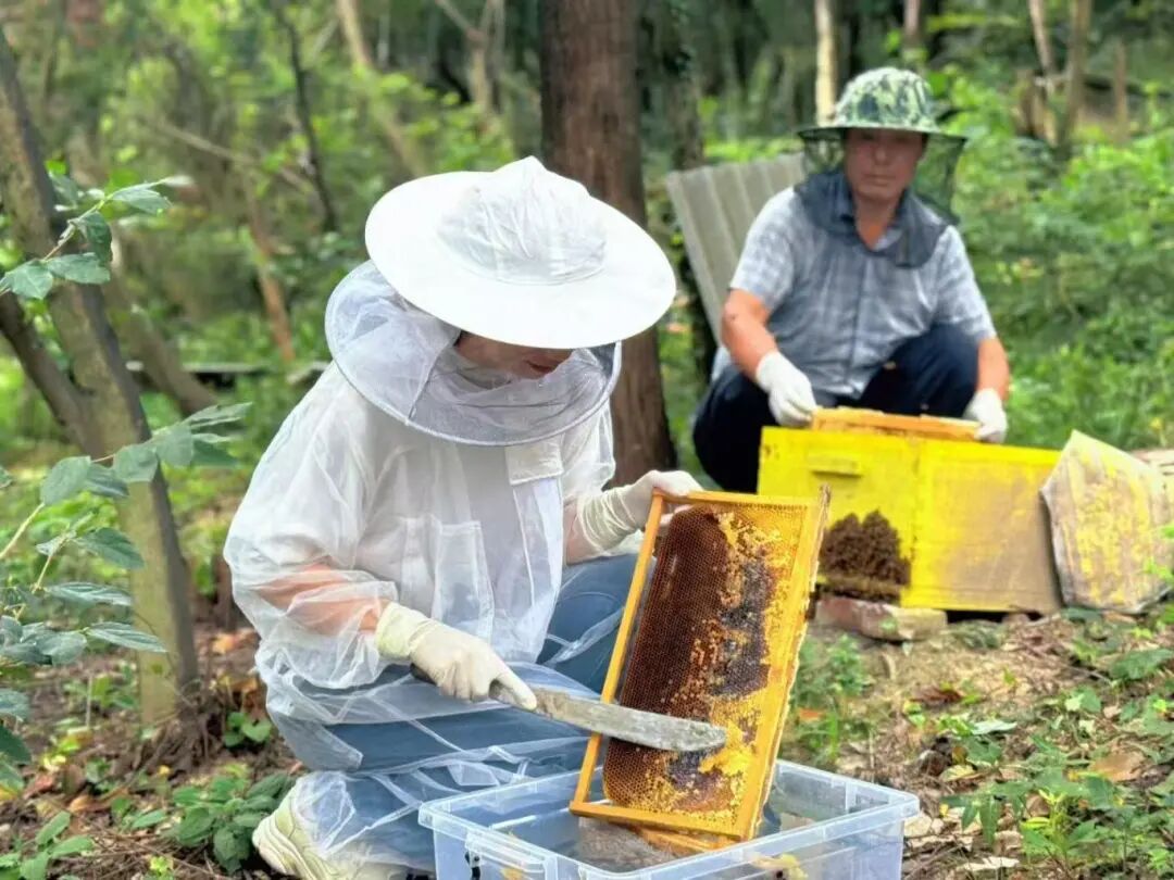 岩屋村蜂蜜酿出乡村振兴的“甜”.jpg