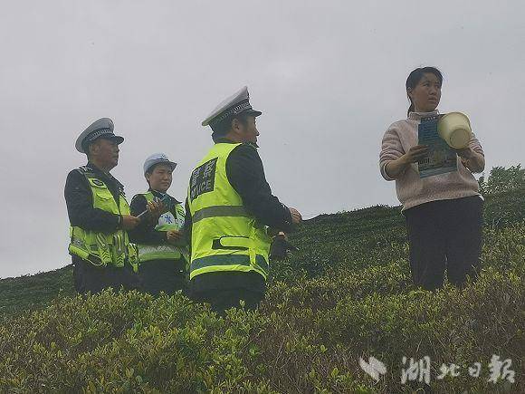 广水采茶旺季，交通安全“警”相随