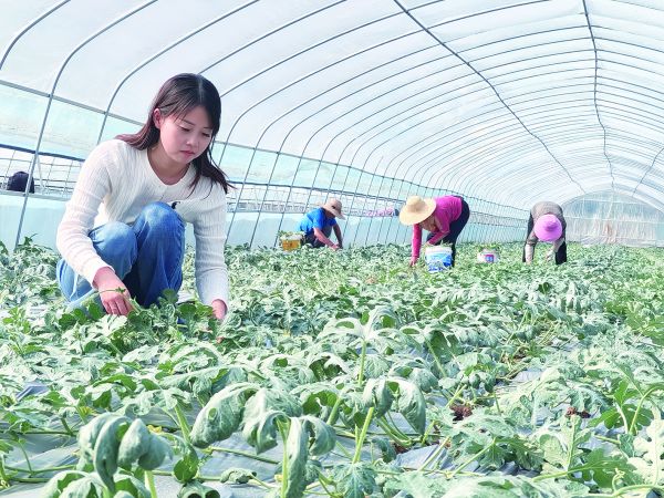 (接您回家·就在荆门)家乡，风筝牵引的地(8690638)-20240508092820