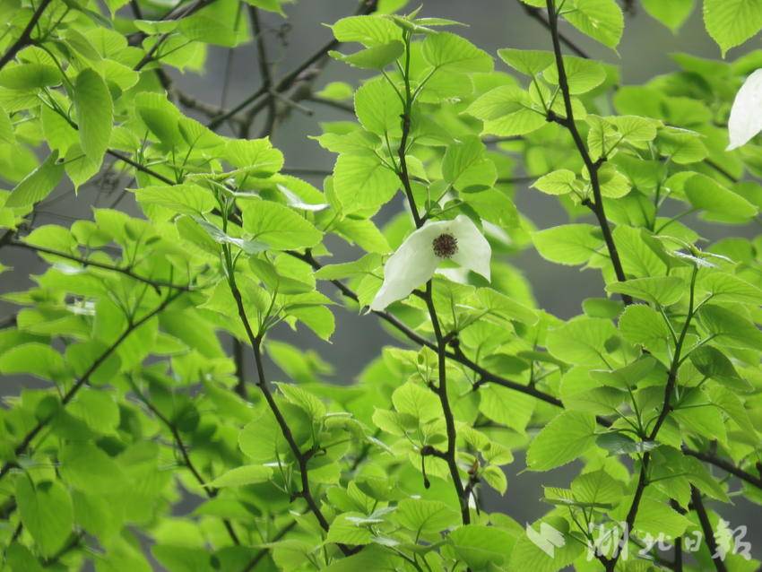 国家一级保护植物珙桐（崔宇森 摄）