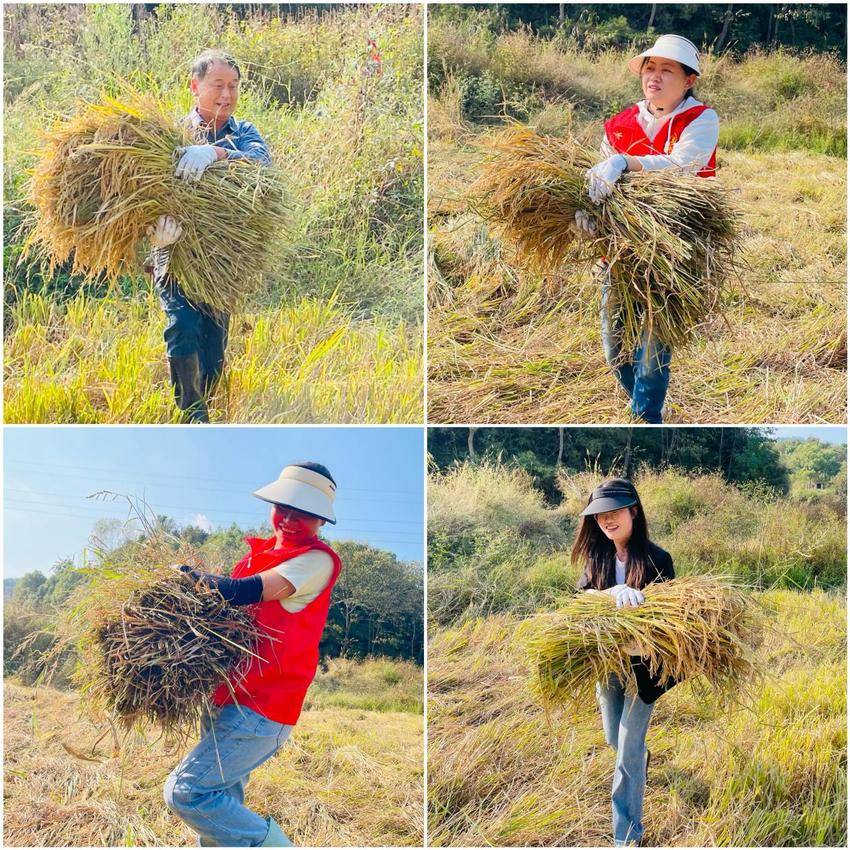 青石鎮(zhèn)青石嶺村：風(fēng)吹稻花香,，開鐮收割忙.docx