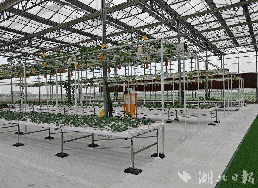 三路并进 蔬写未来：嘉鱼谱写蔬菜产业高质量发展新篇章(1).docx