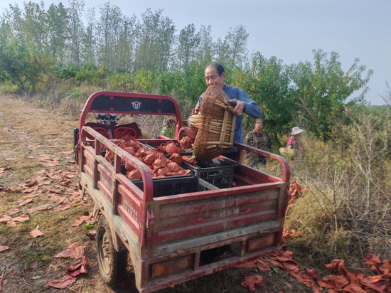 安陆市司法局：驻村帮扶解民忧 冬桃丰收变“甜果”.doc