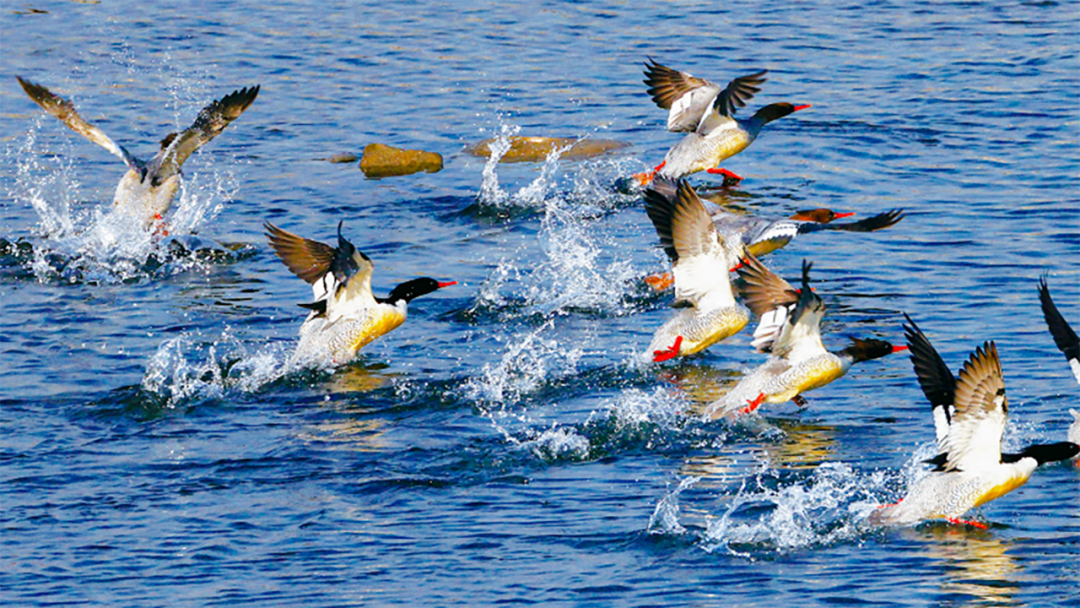 快看~宜都版“疯狂动物城”！
