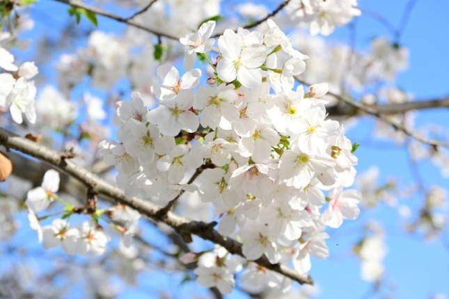 这条“樱花大道”，才是天门春日的“浪漫顶流”!.docx