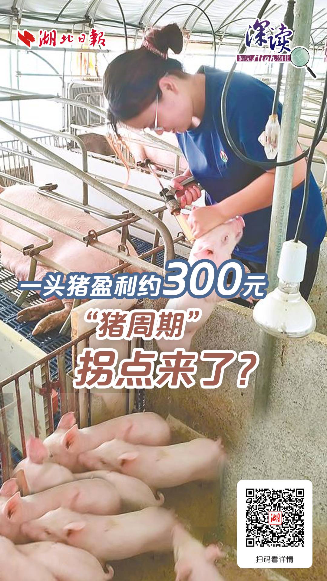 深读丨一头猪盈利300元，“猪周期”拐点来了？