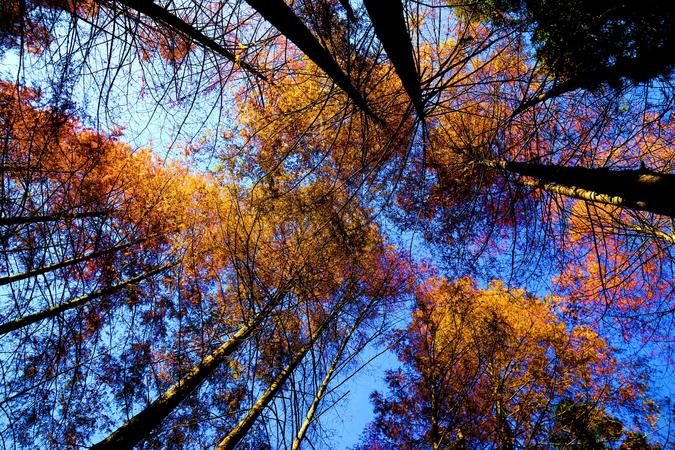 水杉红了（红椿公路·）