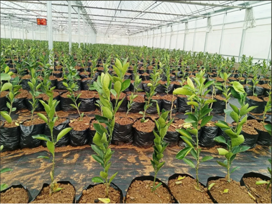 国企赋能，柑橘苗木销售掀热潮.doc