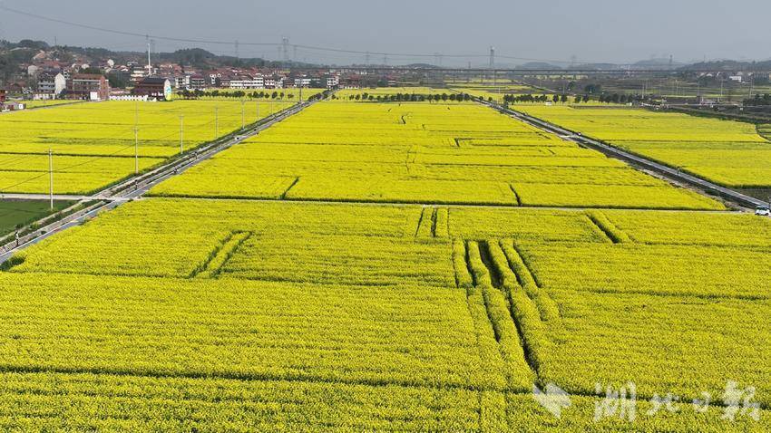 四望油菜花盛开.docx