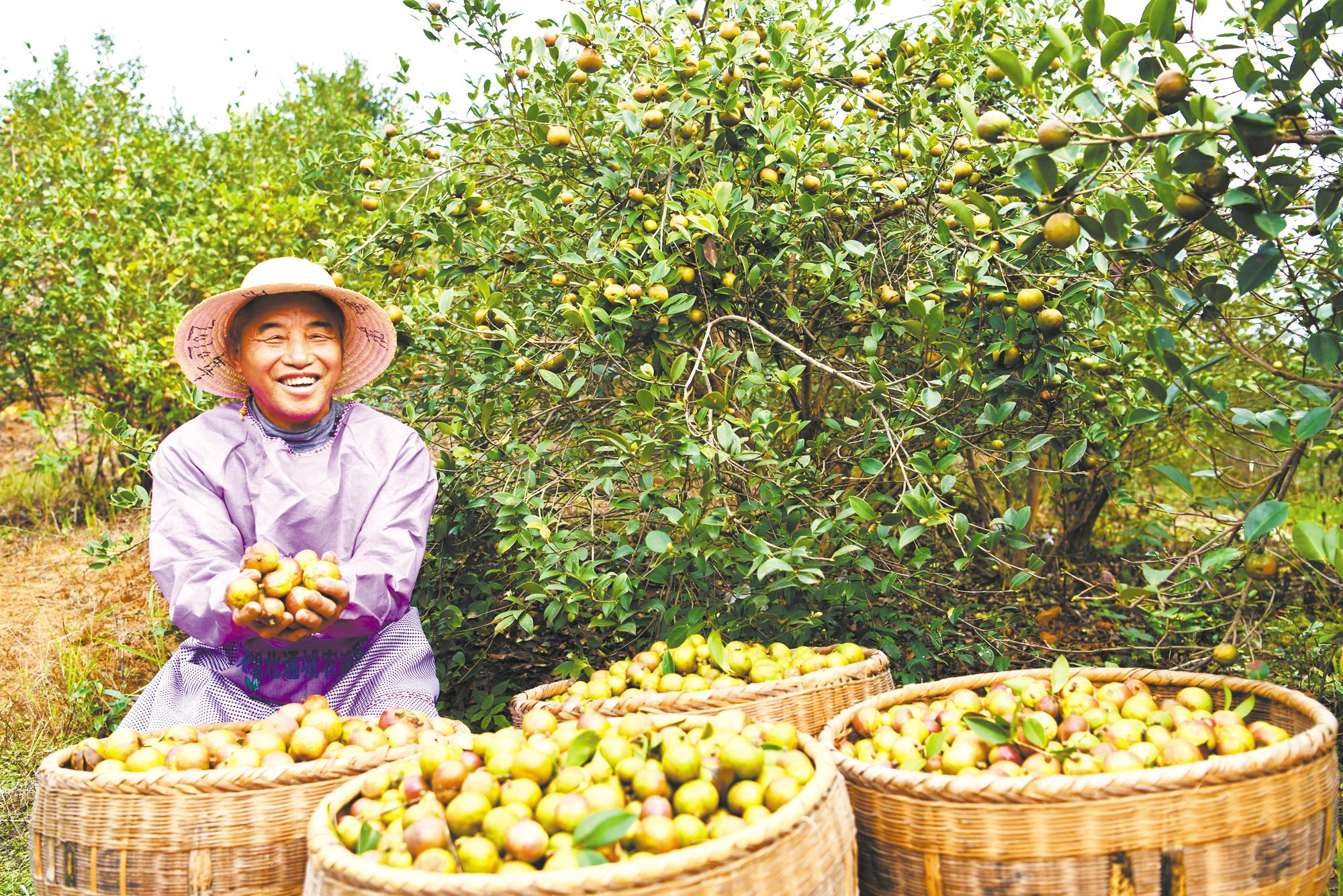 寻茶季 | 茶树自然博物馆里走出的“王妃”——景迈正山春古茶开采啦！-昆明七彩云南庆沣祥茶业股份有限公司