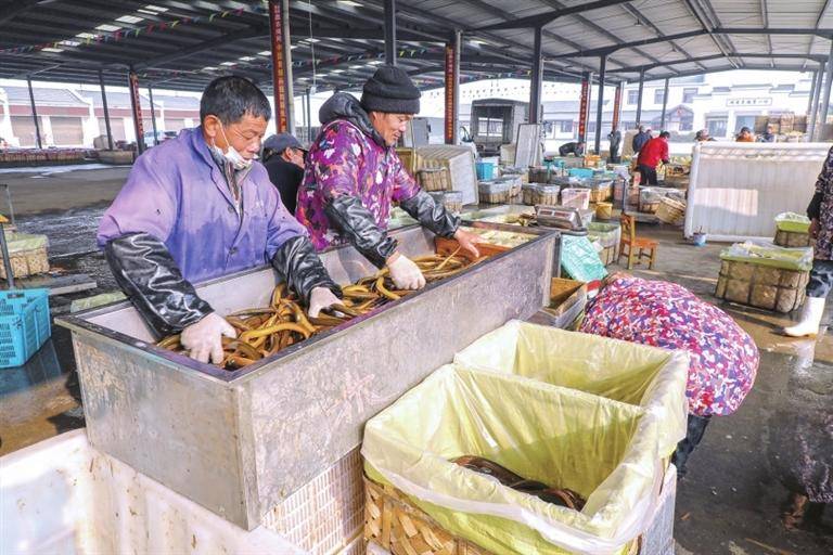 黄鳝经济 活跃城乡