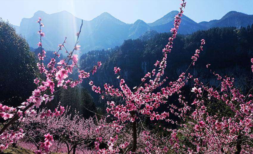 诗画鹤峰：误入“桃花岛” - 湖北日报新闻客户端