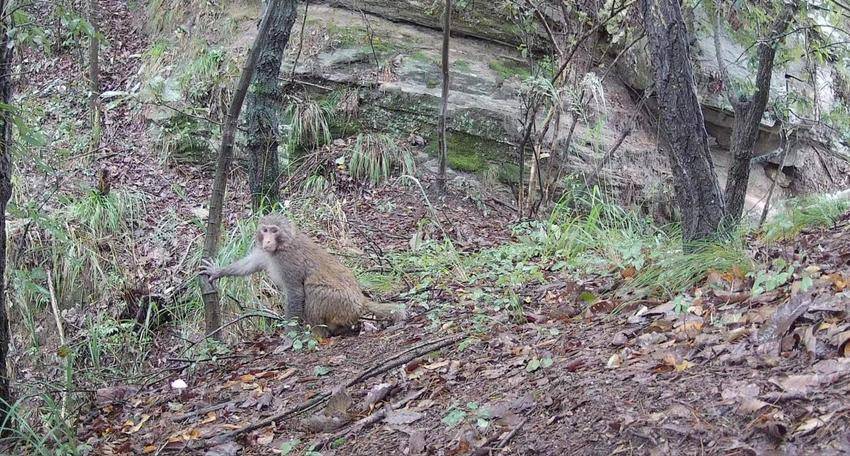 1修1五朵峰自然保护区 动物栖息的天堂(1)(1).docx