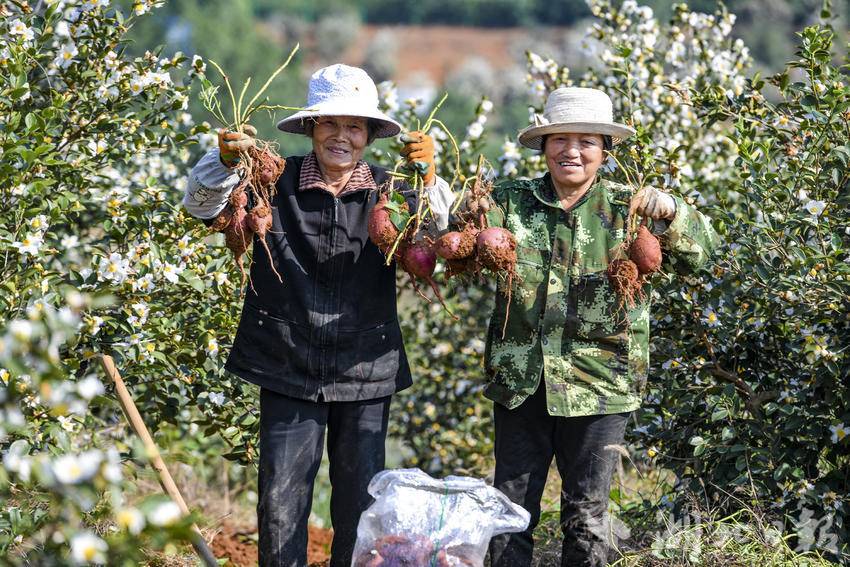 茶花如雪薯丰收 嘉鱼万亩茶山“一地双收”.doc