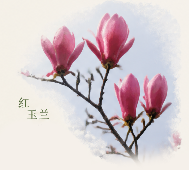 图层 2.png