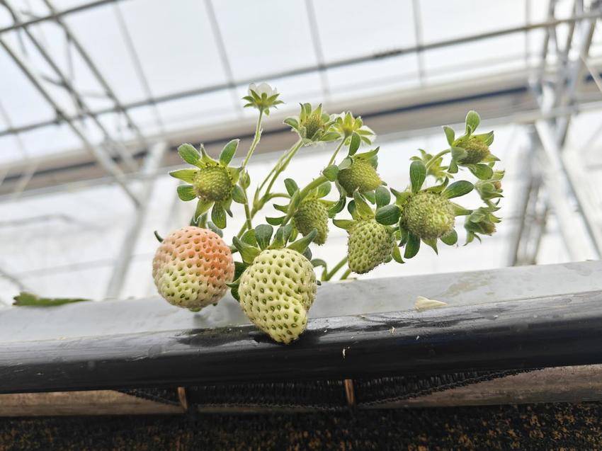 孝南农业双轮驱动：从荒岗粮仓到智慧农场的振兴图景(1).docx