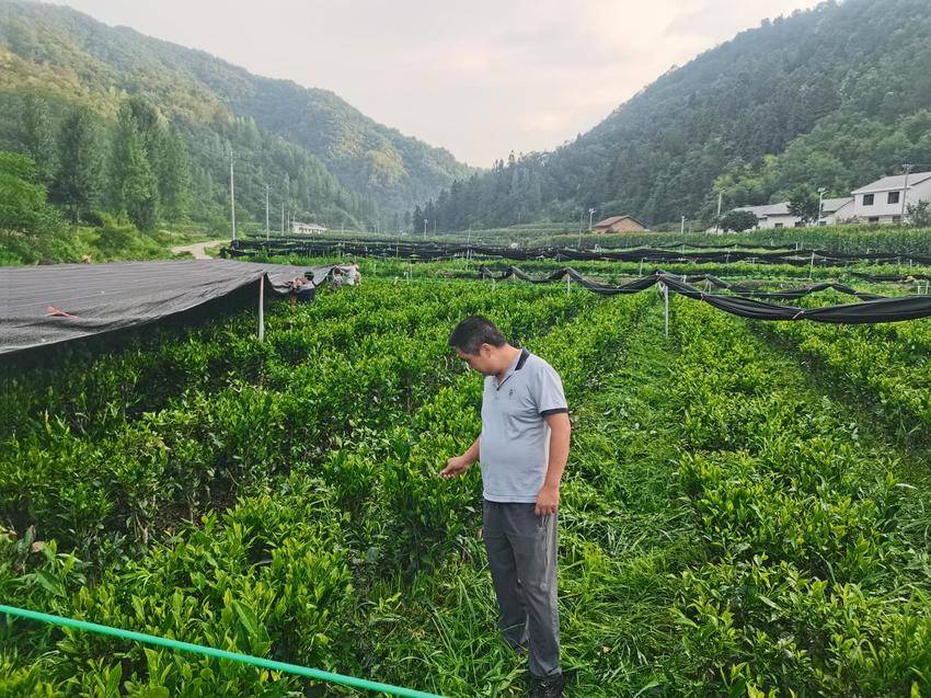 窑淮镇：抹茶基地管护忙 特色产业助振兴.docx