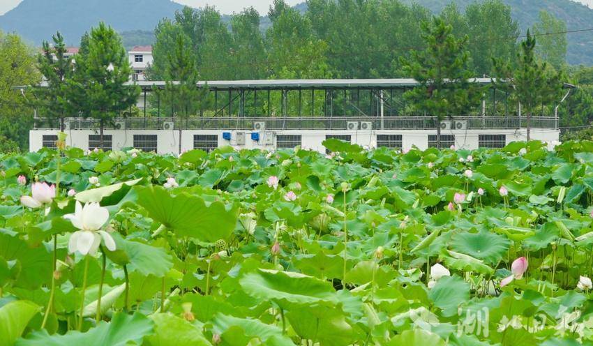 群建村 ：荷塘飘香产业兴新媒体版本.docx