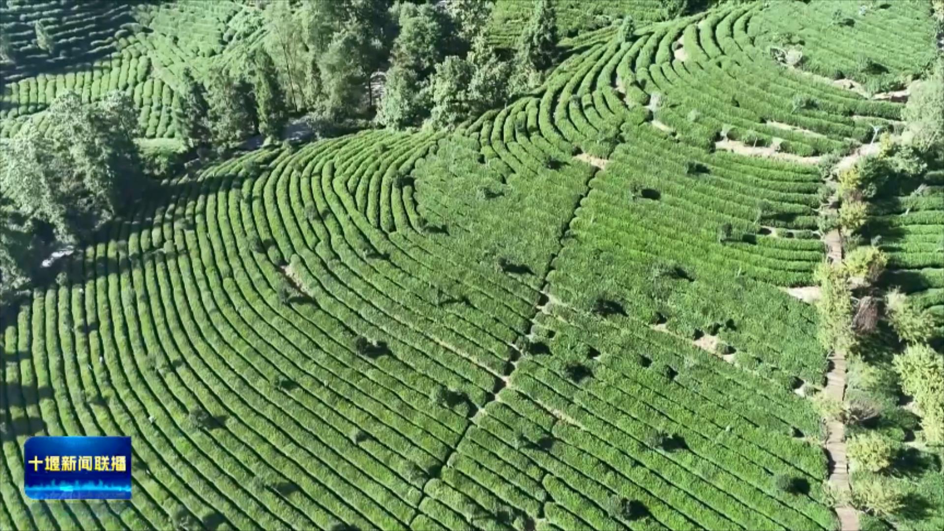 全力守护筑牢生态屏障 绿色转型激活山水价值.mp4_20250815_202156646