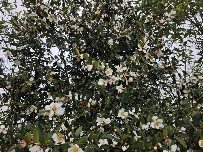 郧西县佘家湾林场：油茶花开满山，金秋时节美如画（陈冰 欧高娟11.18）.docx