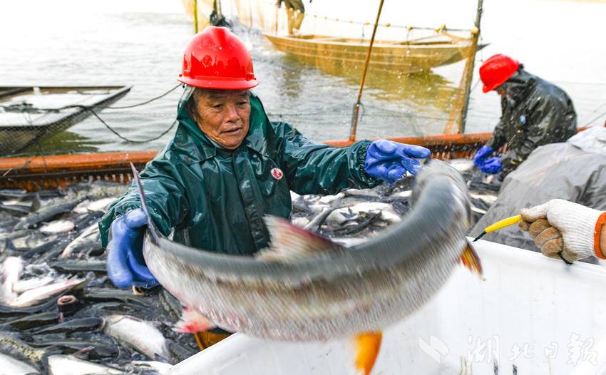 嘉鱼三湖连江梅懈湖生态鲜鱼喜获丰收.doc