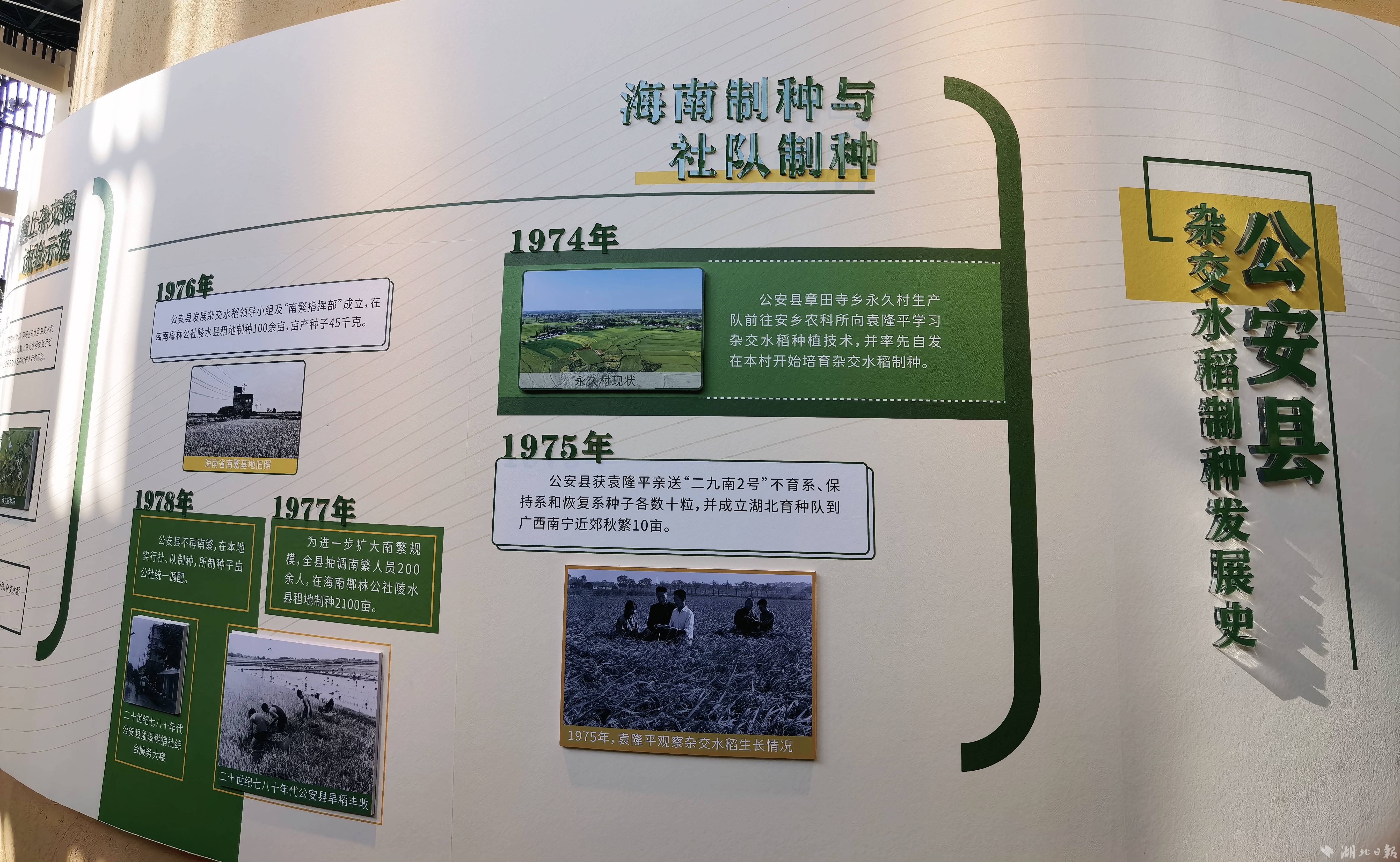 金红村展馆介绍“公安县杂交水稻制种发展史”。