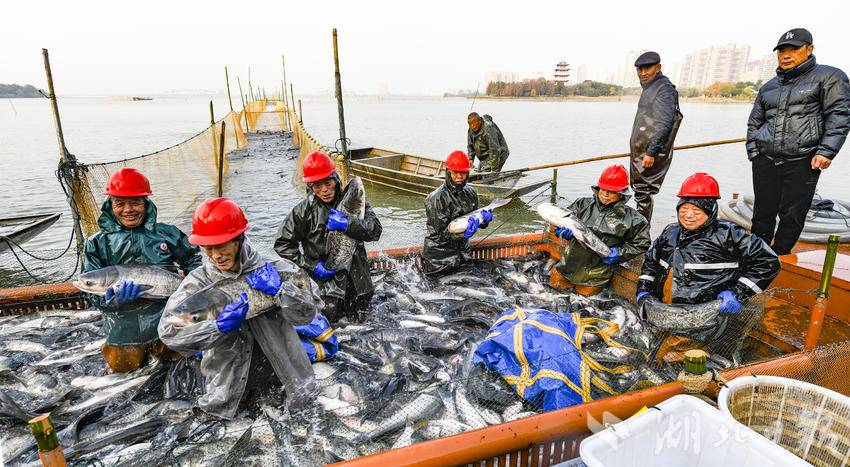 嘉鱼三湖连江梅懈湖生态鲜鱼喜获丰收.doc
