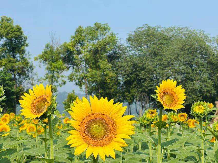 市滨江公园管理处：向日葵花事活动(1)-1.doc