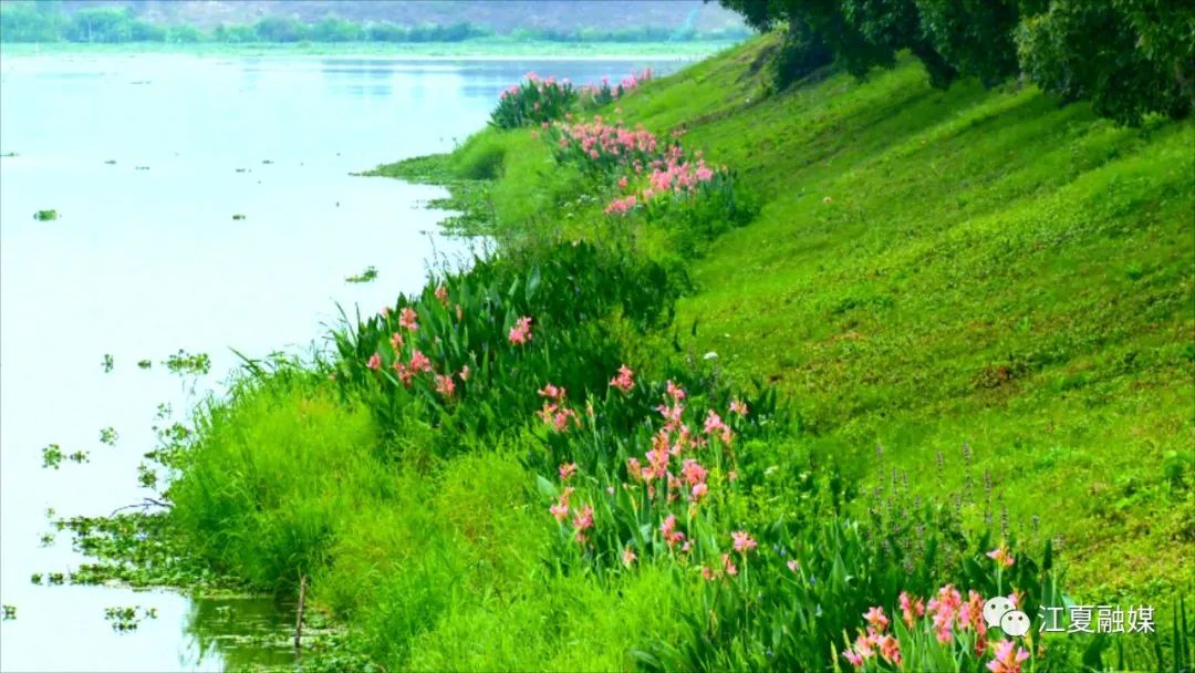 变身景观河！江夏完成梁子湖16条入湖港渠治理