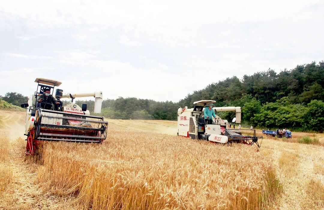智慧农机助力麦田丰收。记者潘世新 摄.jpg
