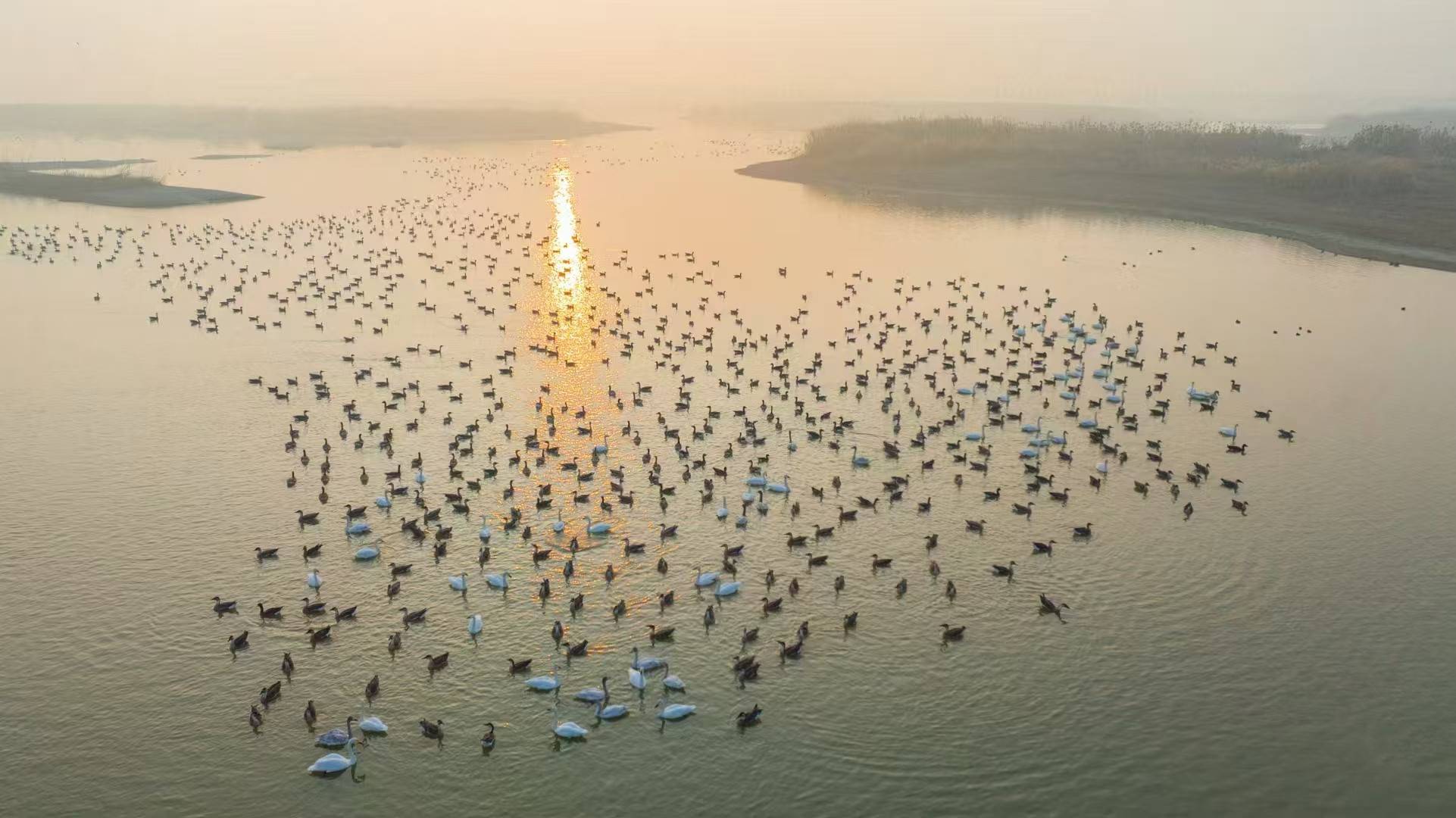 晨曦微露，阳新网湖国际重要湿地水鸟翔集。（通讯员  王涧章 摄）