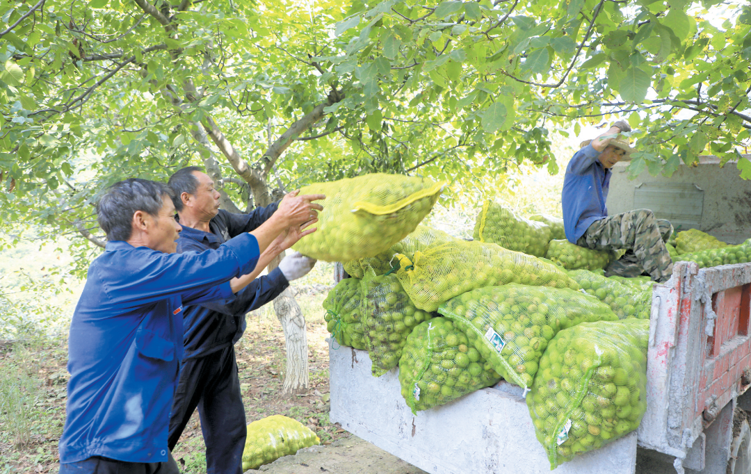 2025年9月11日，郧阳区谭家湾镇青山村的核桃陆续进入成熟采摘期。（潘世新  摄）.png