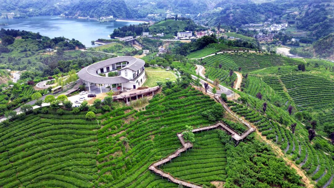 竹山县城关镇刘家山茶场风景如画。记者潘世新 摄.jpg