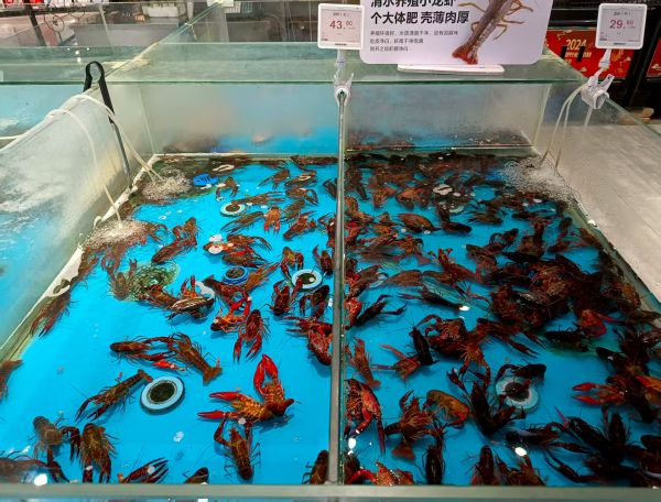 （小胡探市）货少价平，小龙虾季进入尾声((12758204)-20250815092634