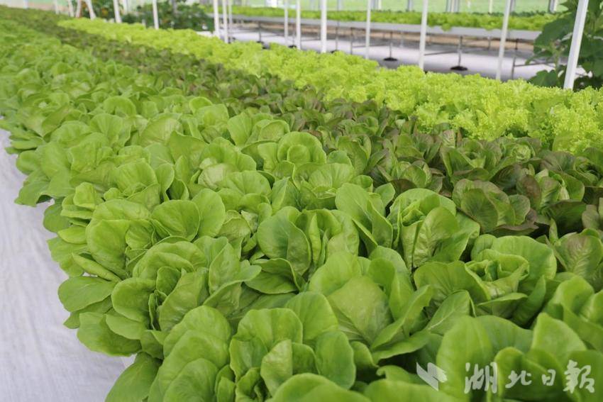 用科技打开现代农业发展新篇章——潘家湾镇蔬菜产业综述（科技篇）.docx
