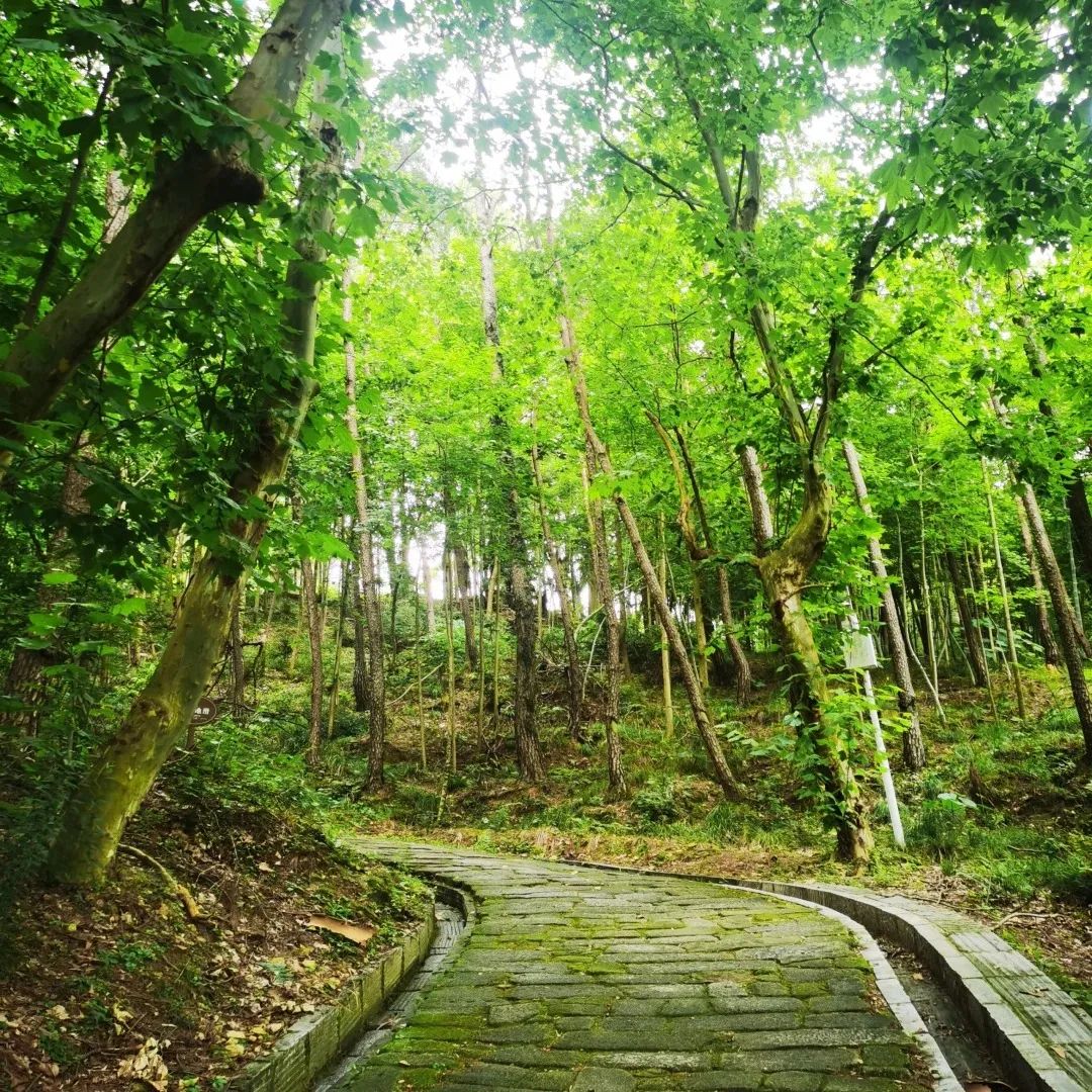 问梅村-东山古道-五祖寺-金顶_2_番西茄小姐姐_来自小红书网页版.jpg