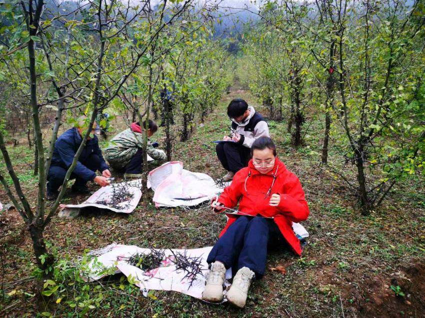 1122中国林科院专家团队赴虎爪山林场进行皂荚种质资源调查工作.docx