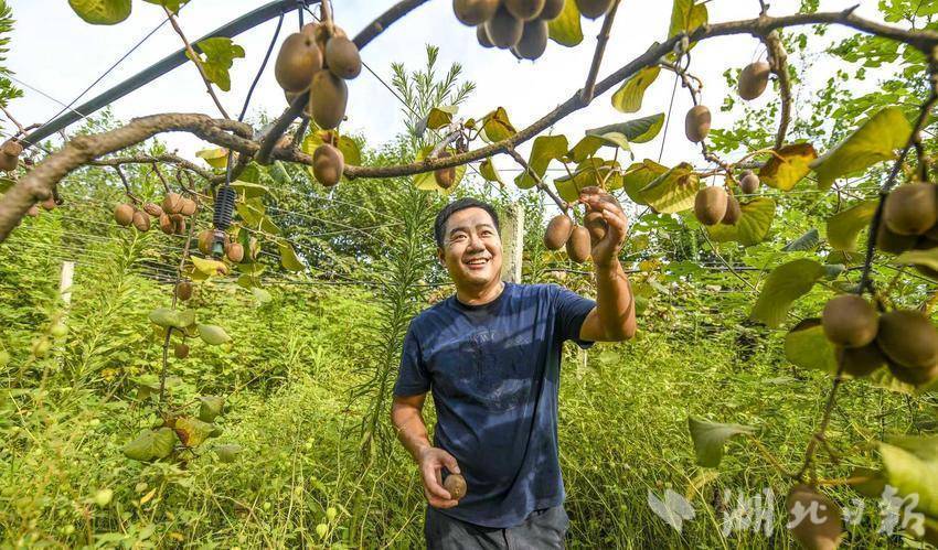 嘉鱼县林下生态立体种养双丰收(5).doc
