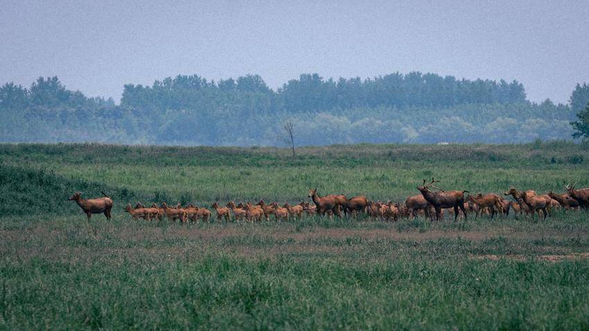 湖北石首：保护区今年新添498头小麋鹿.docx