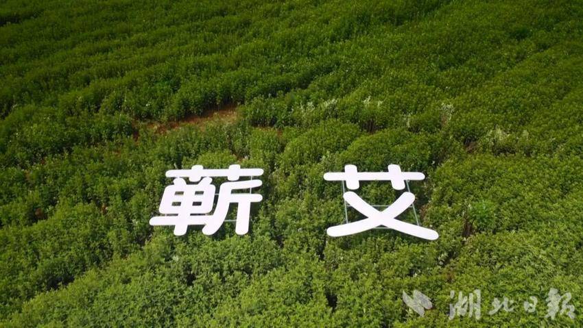 叶鑫++齐心协力创新突破+向蕲艾千亿产业冲锋.mp4_snapshot_00.54.920.jpg