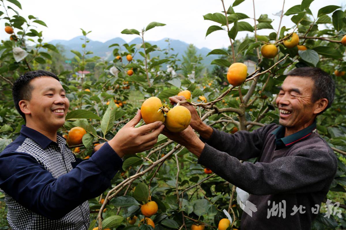 图（4）刘显洲与甜柿果农交谈.jpg