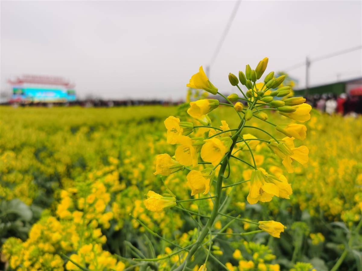 云梦县有什么好玩的地方景点推荐？云梦县十大旅游景点排名-湖北省云梦县旅游攻略必去一日游有哪些免费景点(图1)