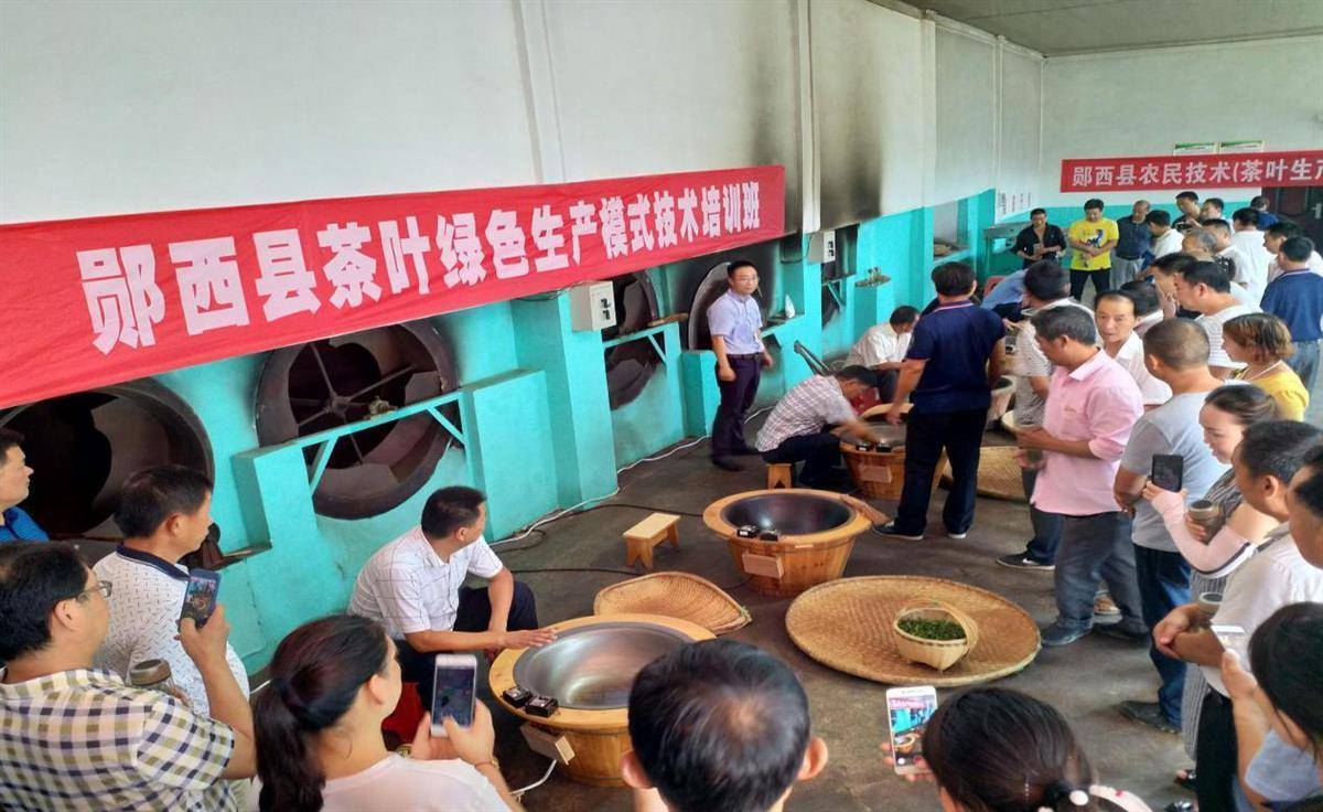 大茶场 