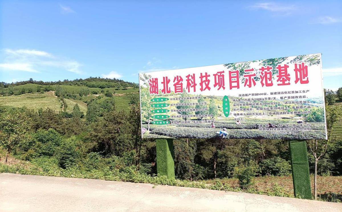 大茶场 